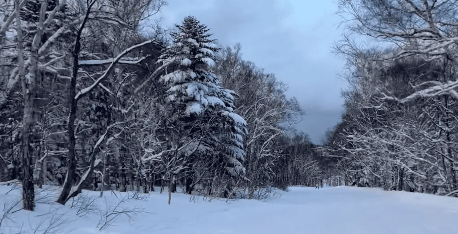藍天下的手稻林間雪道